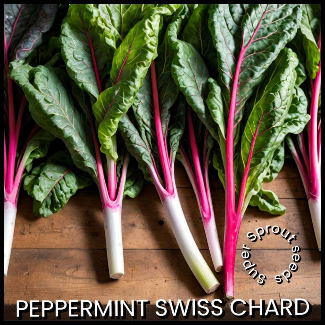 PEPPERMINT CHARD SEEDS x 50+ seeds