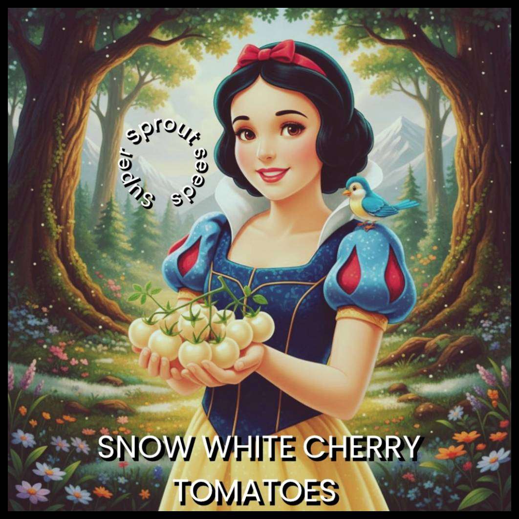 SNOW WHITE CHERRY TOMATO x 15+ seeds