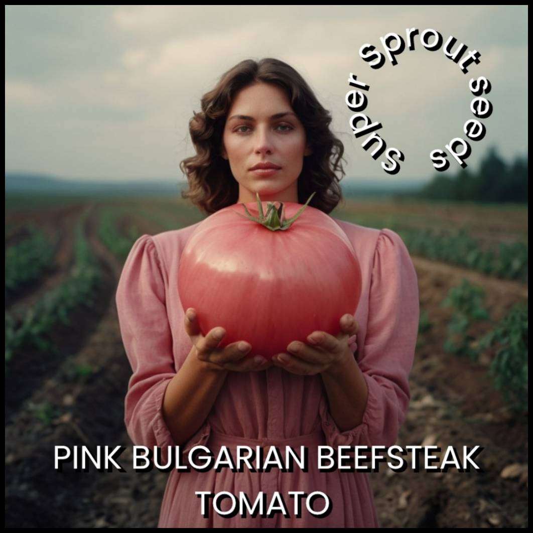 BULGARIAN PINK BEEFSTEAK TOMATO x 15+ seeds