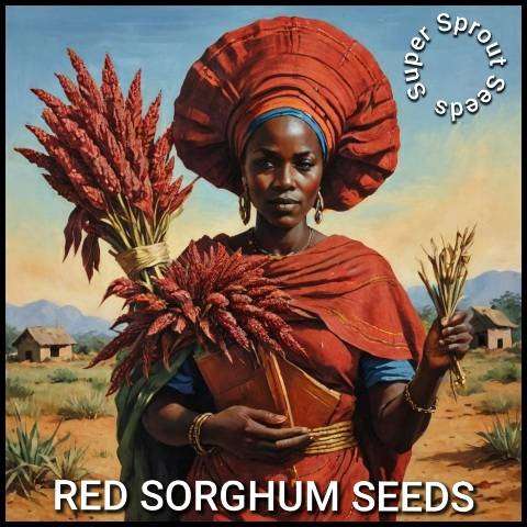 RED SORGHUM  x 50 organic seeds
