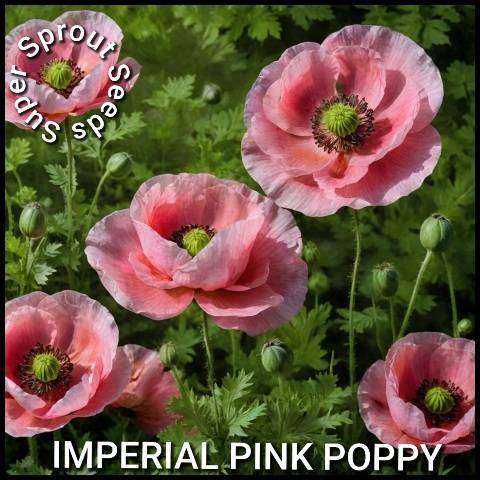 Imperial pink poppy flower x 100 seeds