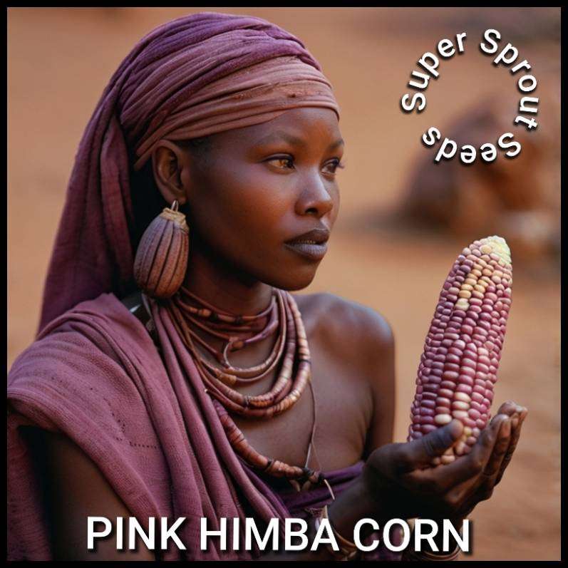 Heirloom Pink Himba Corn x 25 organic seeds