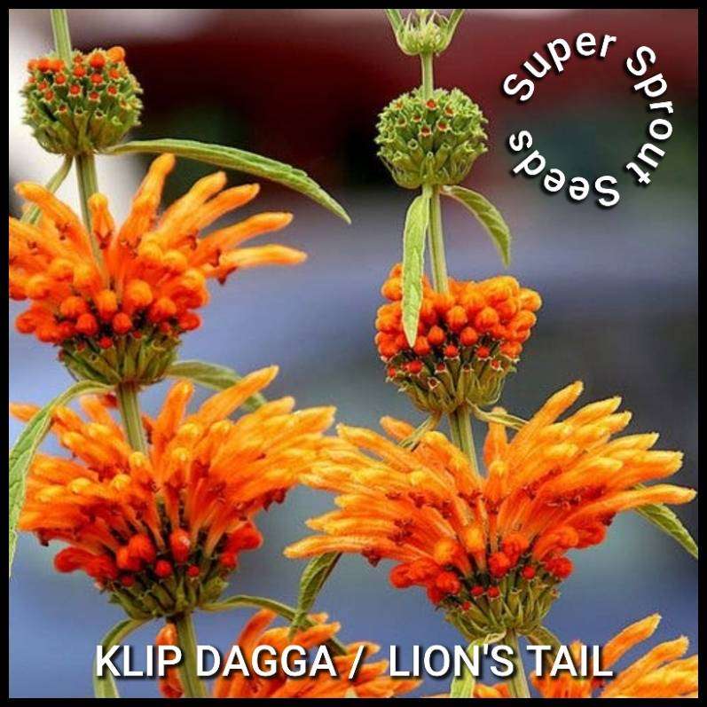 LIONS TAIL/ KLIP DAGGA  x 15 seeds