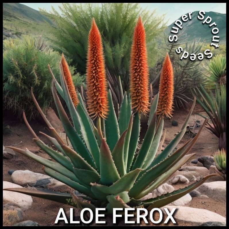 Aloe Ferox x 25 seeds