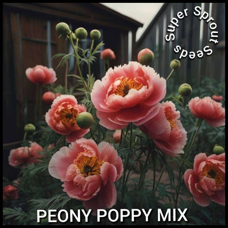 POPPY PAEONY MIX x 100+ seeds