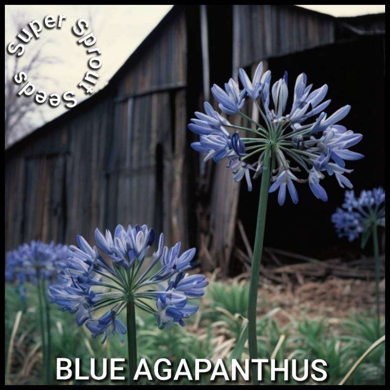 AGAPANTHUS AFRICANUS,  AFRICAN LILLY  x 25+ seeds