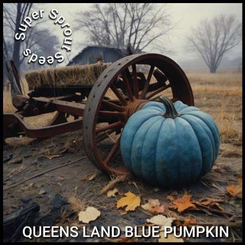 QUEENSLAND BLUE PUMPKIN x 10 seeds