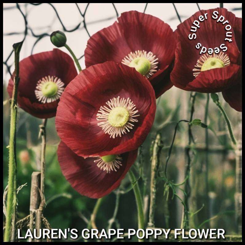 LAUREN'S GRAPE POPPY/PAPAVER x 100+ seeds