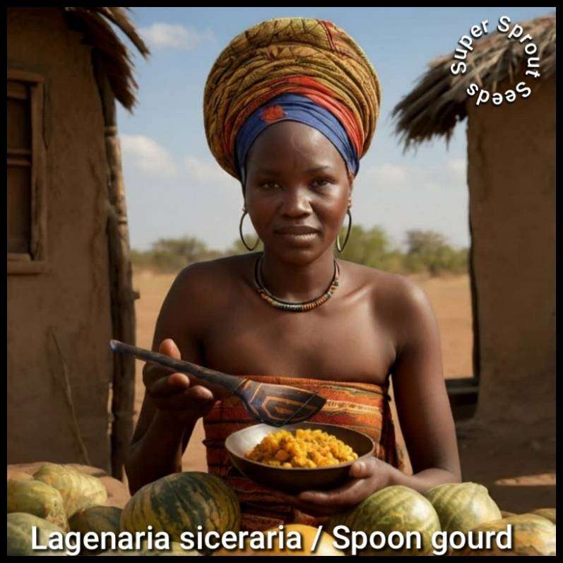 LADLE/SPOON GOURD  x 5 seeds