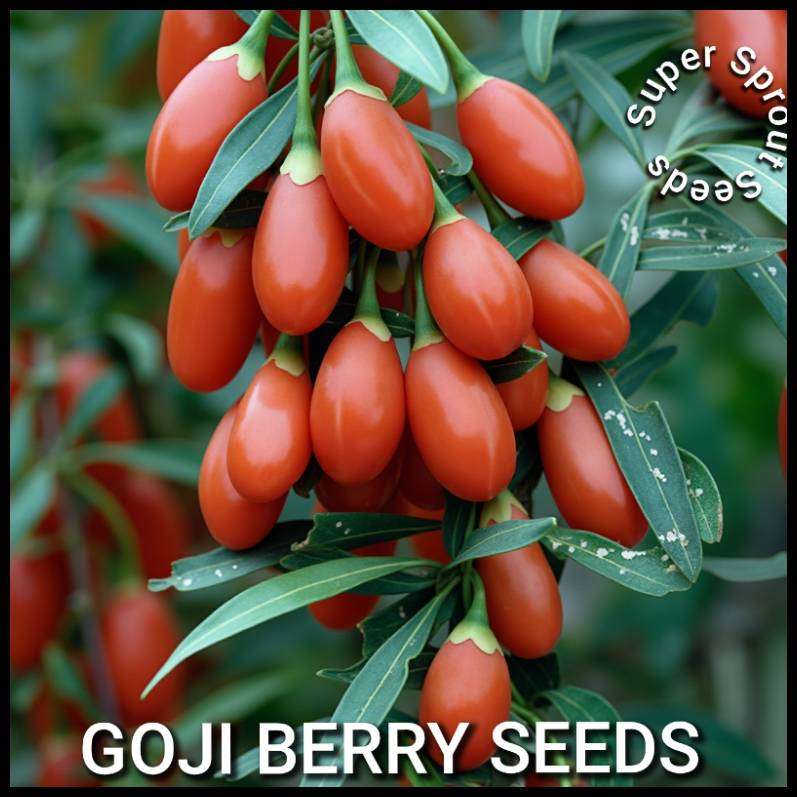 GOJI BERRY  (Lycium barbarum) x 25+ seeds