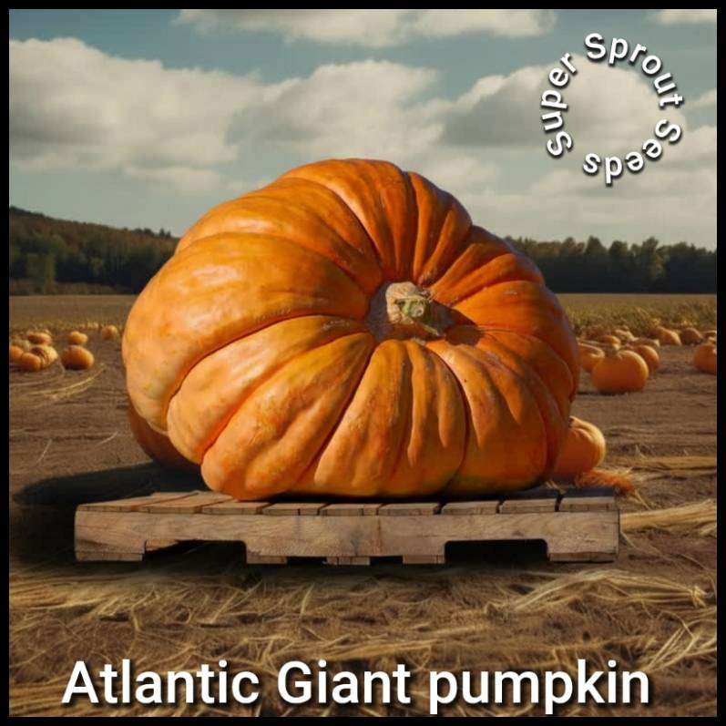Atlantic Giant pumpkin x 3 seeds