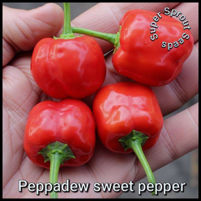 PEPPADEW PIQUANTE CHILLI PEPPER  x 15+ organic seeds