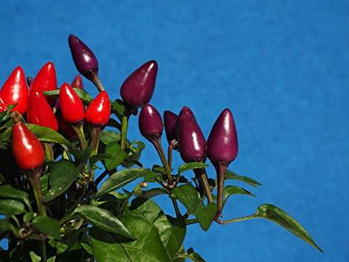 BOLIVIAN RAINBOW CHILLI PEPPER x 6 seeds