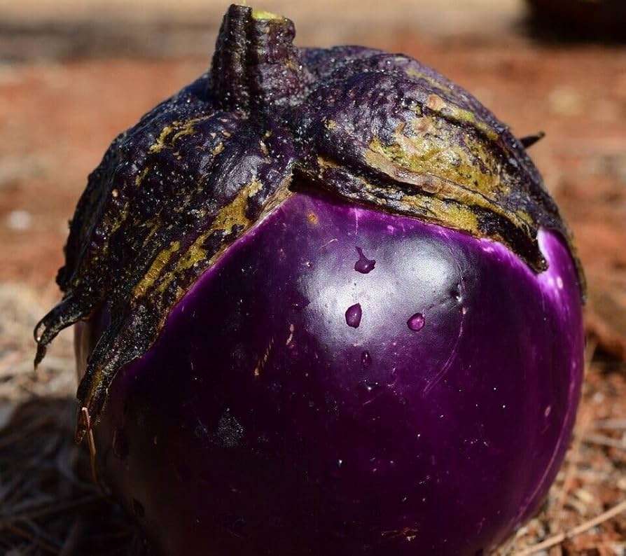 INDIAN EGGPLANT x 15 organic seeds