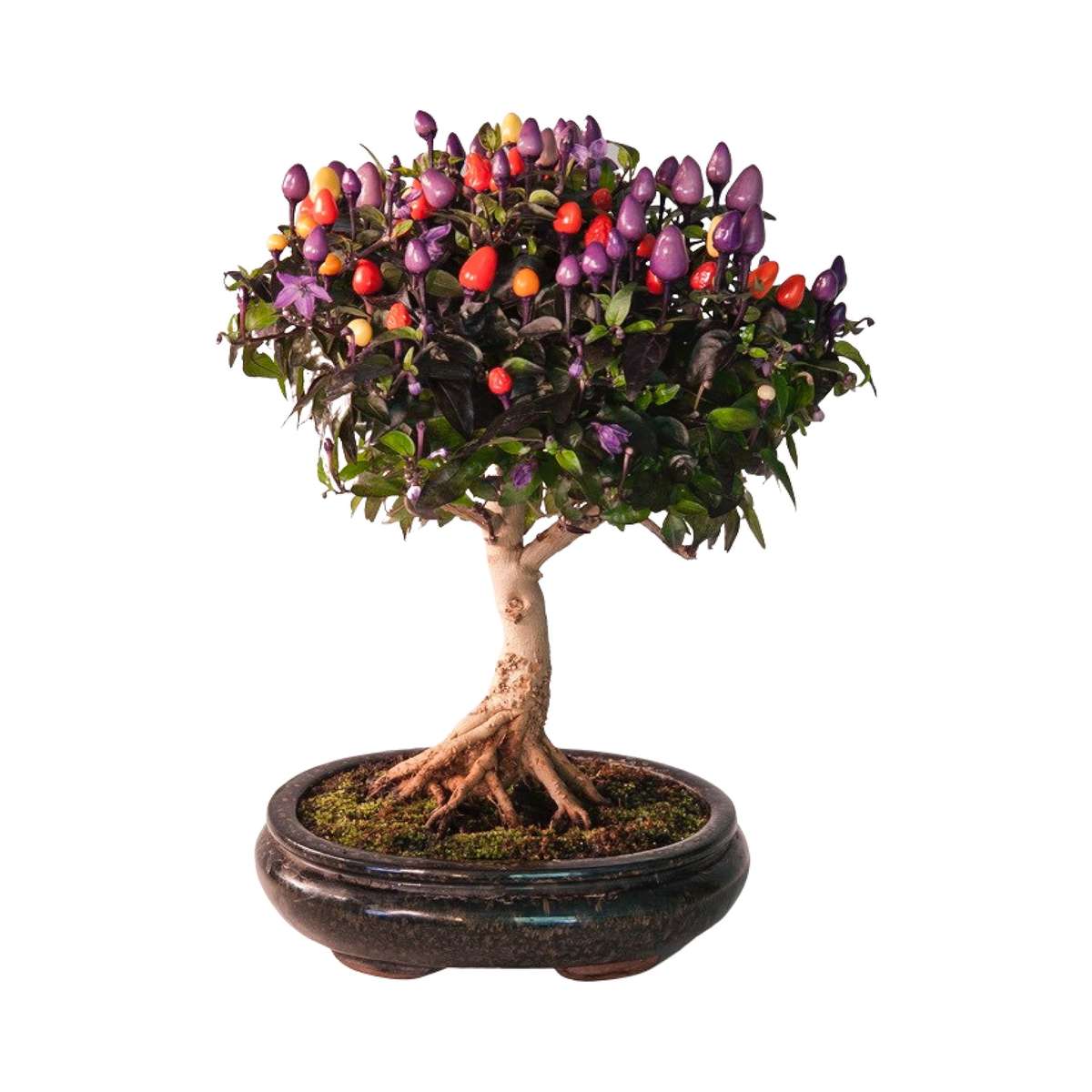 BOLIVIAN RAINBOW CHILLI PEPPER x 6 seeds