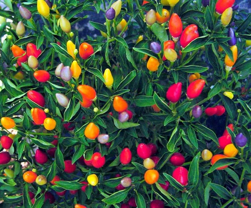 BOLIVIAN RAINBOW CHILLI PEPPER x 6 seeds