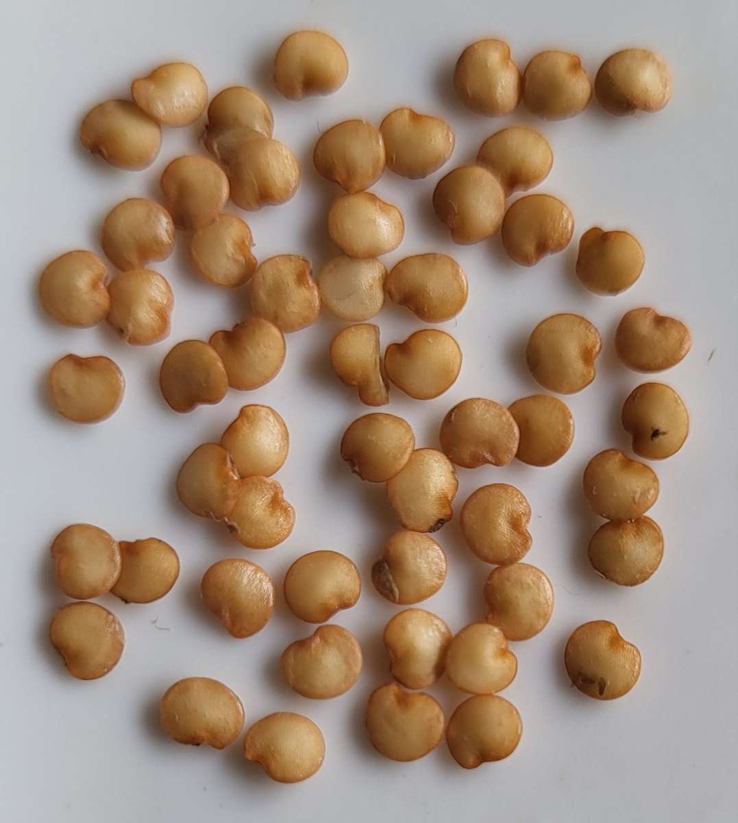 INDIAN EGGPLANT x 15 organic seeds