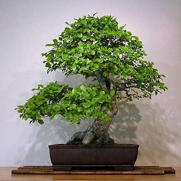 CAROB TREE x 7 seeds