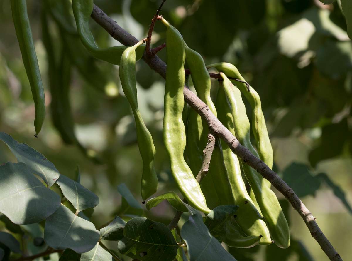 CAROB TREE x 7 seeds