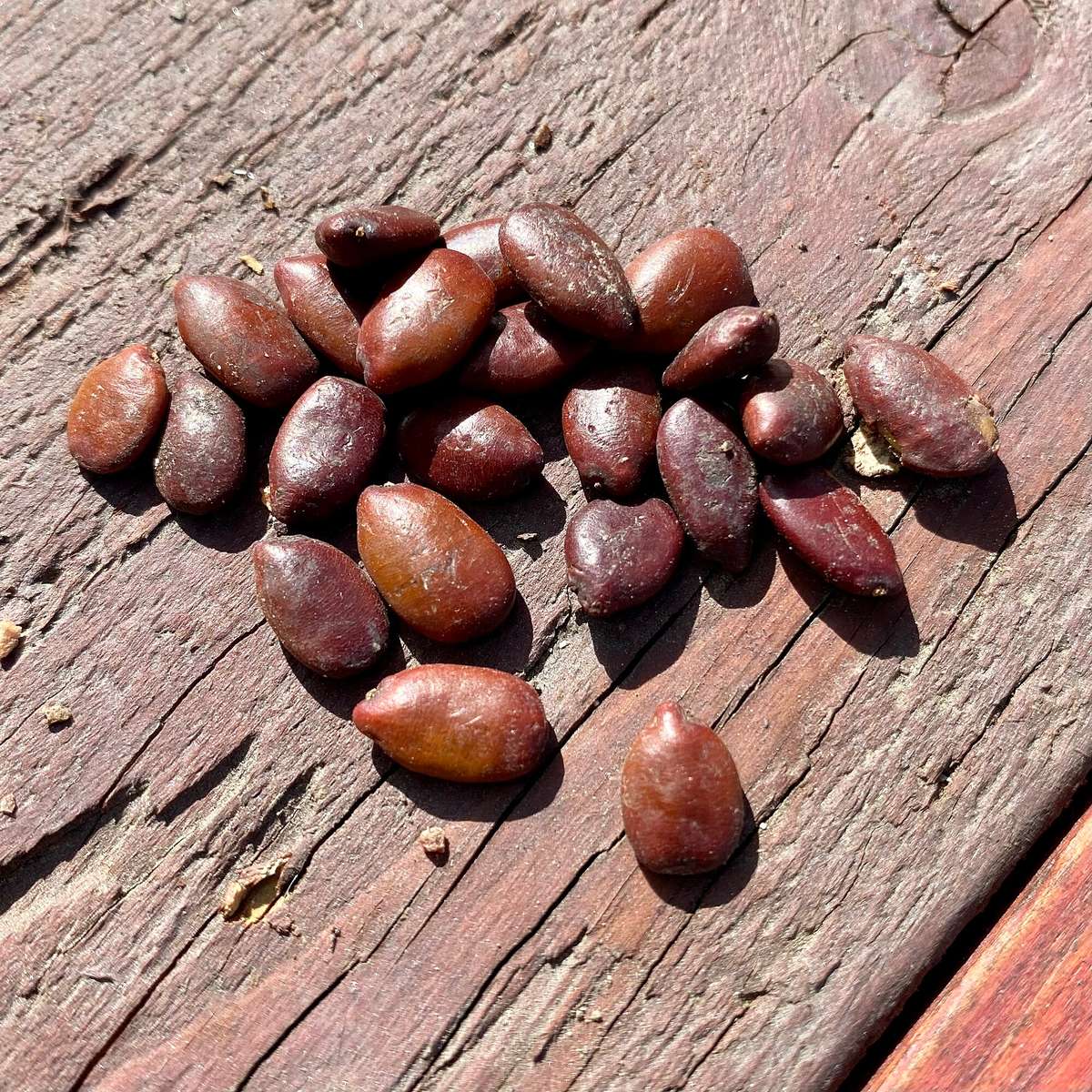 CAROB TREE x 7 seeds
