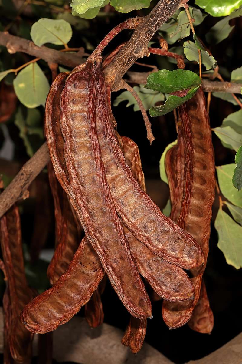 CAROB TREE x 7 seeds
