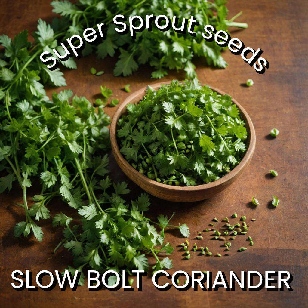 Slow Bolt Coriander x 50 seeds