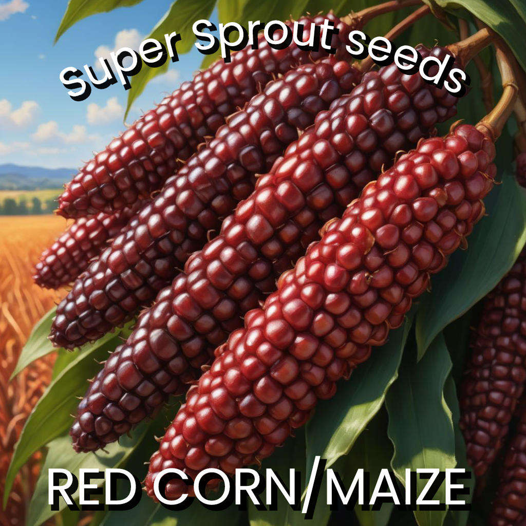 Red Corn/maize x 25 seeds