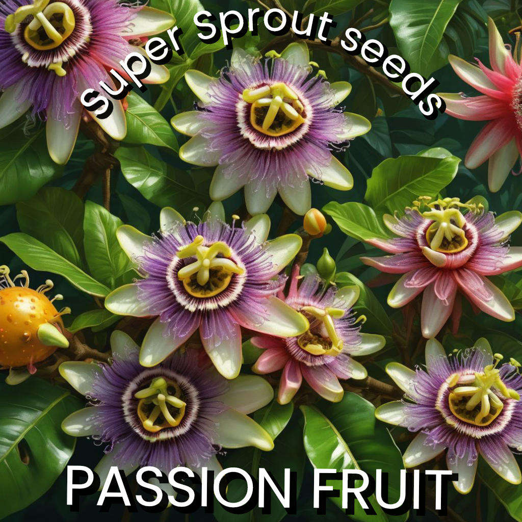 PURPLE PASSION FRUIT x 15 organic seeds