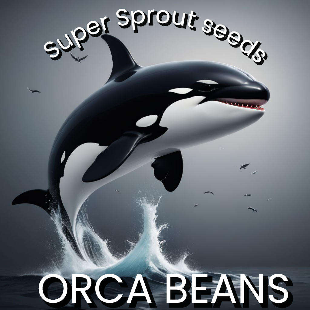 Orca bush bean x 10 seeds