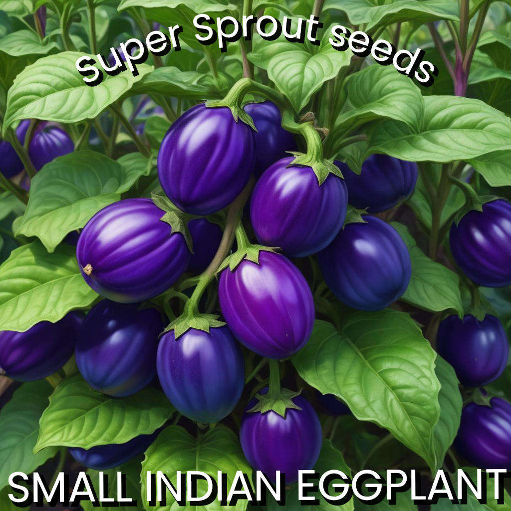 INDIAN EGGPLANT x 15 organic seeds