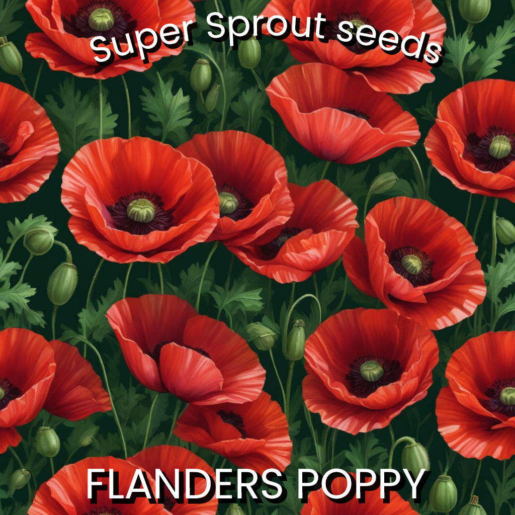 FLANDERS POPPY x 100+ seeds