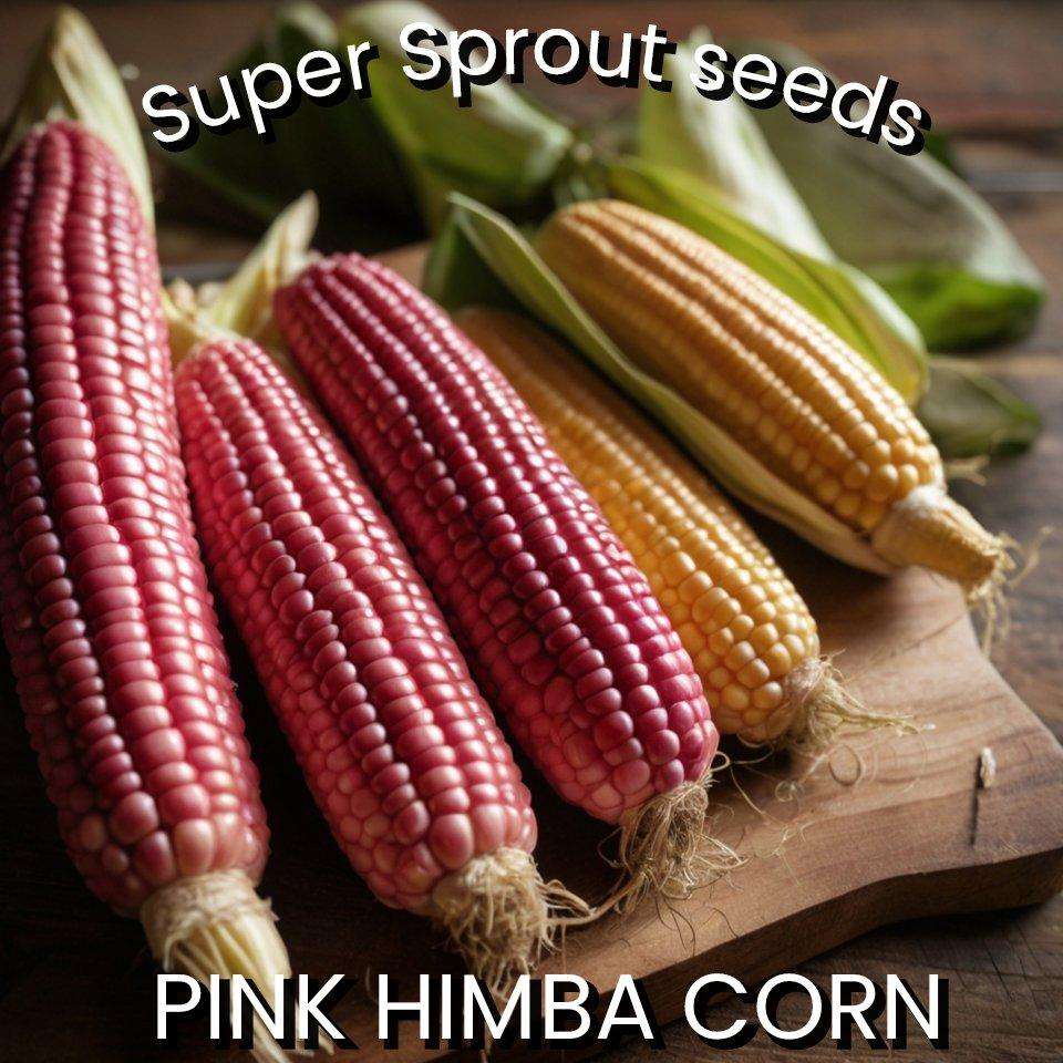 Heirloom Pink Himba Corn x 25 organic seeds
