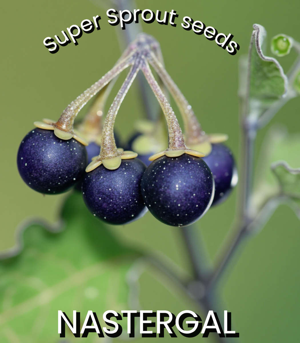 NASTERGAL/AFRICAN NIGHTSHADE  x 25+ seeds