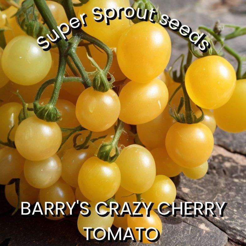 BARRY'S CRAZY CHERRY TOMATO x 15 organic seeds