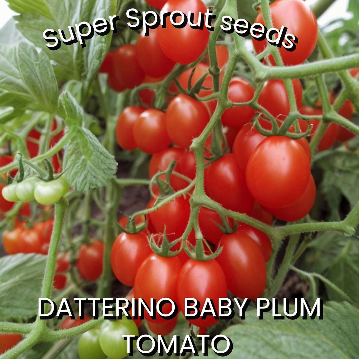 BABY PLUM DATTERINI ITALIAN TOMATO x 10 seeds