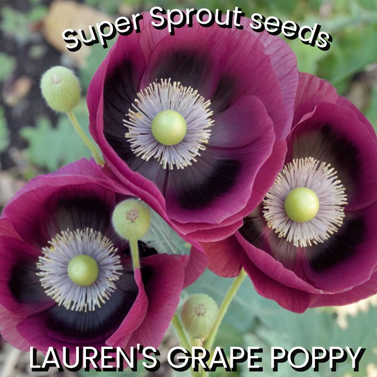 LAUREN'S GRAPE POPPY/PAPAVER x 100+ seeds