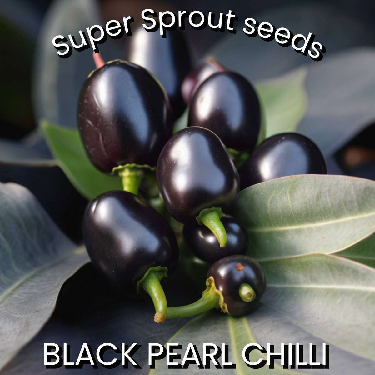 BLACK PEARL CHILLI x 10+ organic seeds