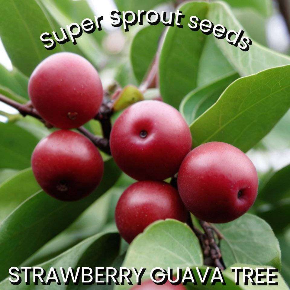 Strawberry Guava x 6 seeds