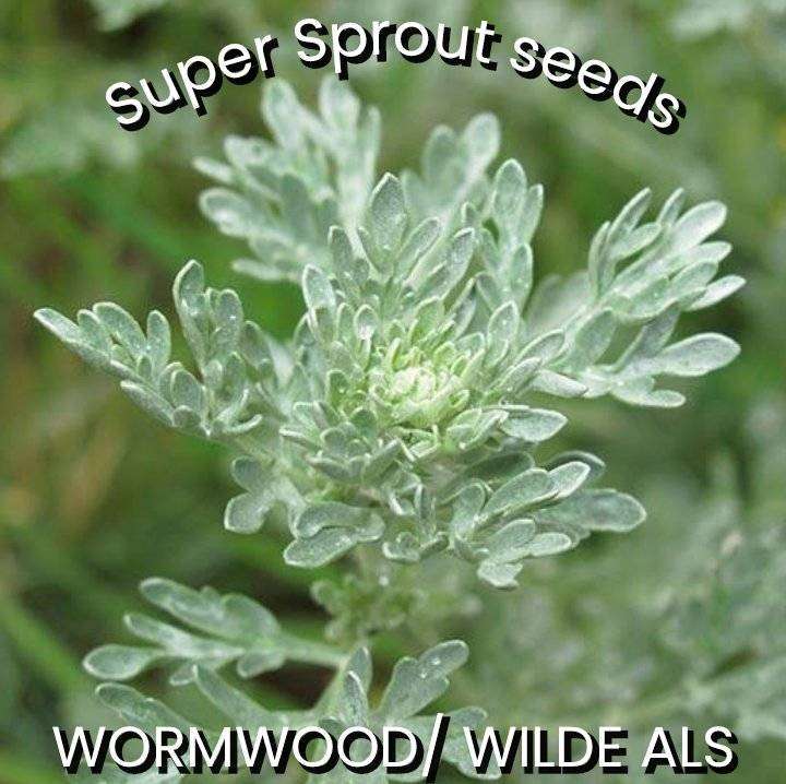 Wormwood/Wilde Als x 50 seeds