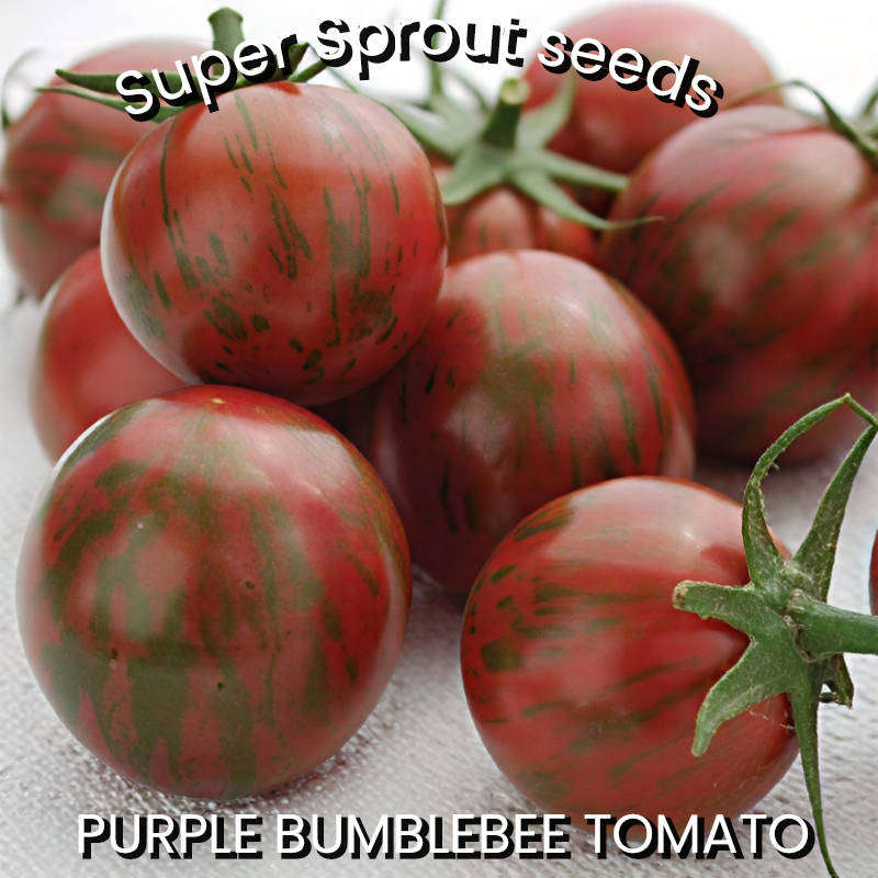 Purple bumble bee tomato seeds x 15 seeds