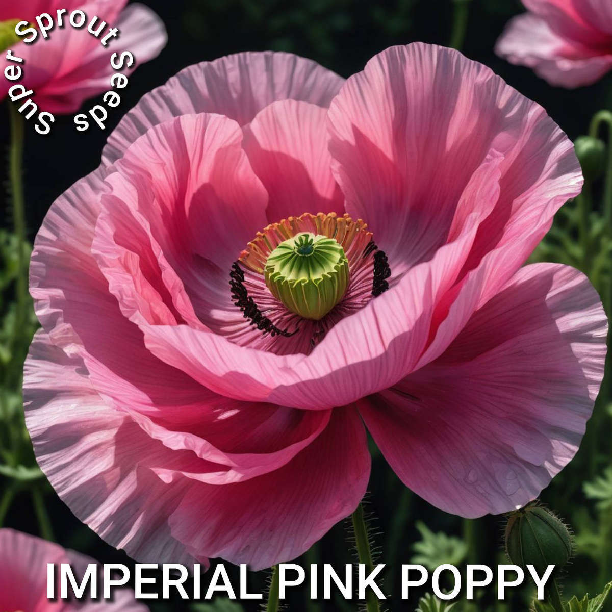 Imperial pink poppy flower x 100 seeds