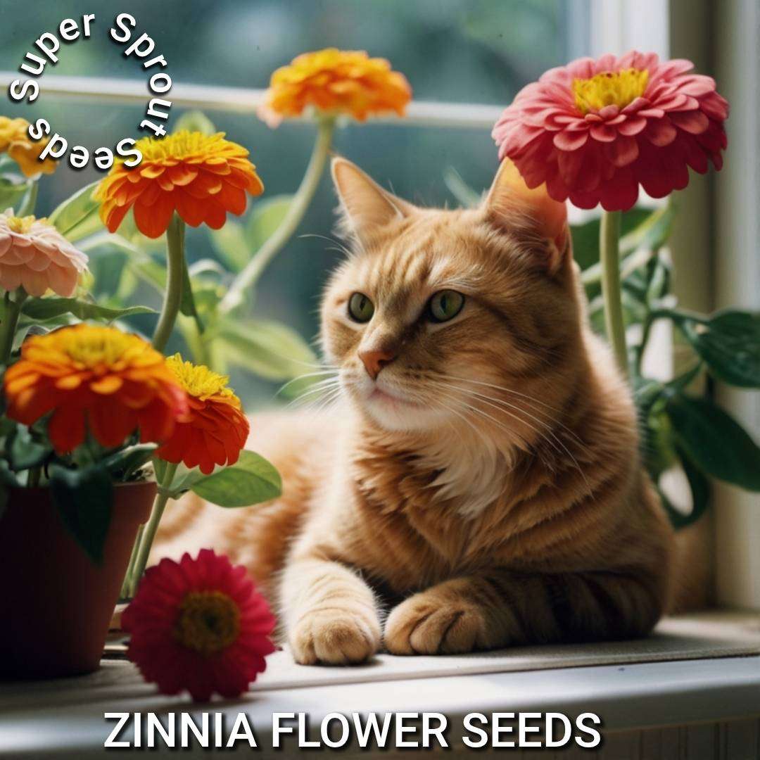 ZINNIA / JAKOB REGOP x 15+ seeds