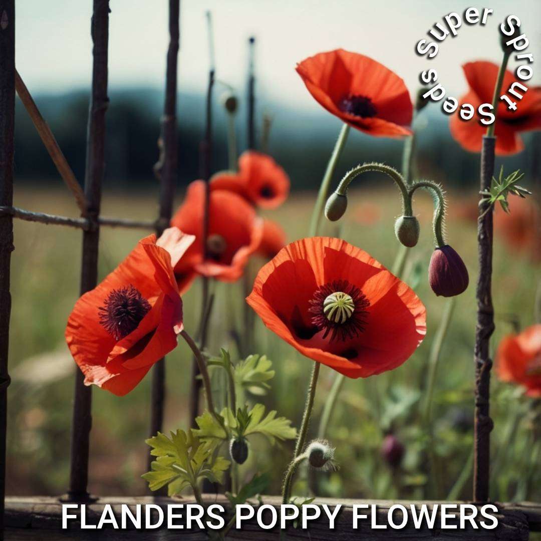 FLANDERS POPPY x 100+ seeds