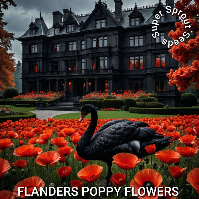 FLANDERS POPPY x 100+ seeds