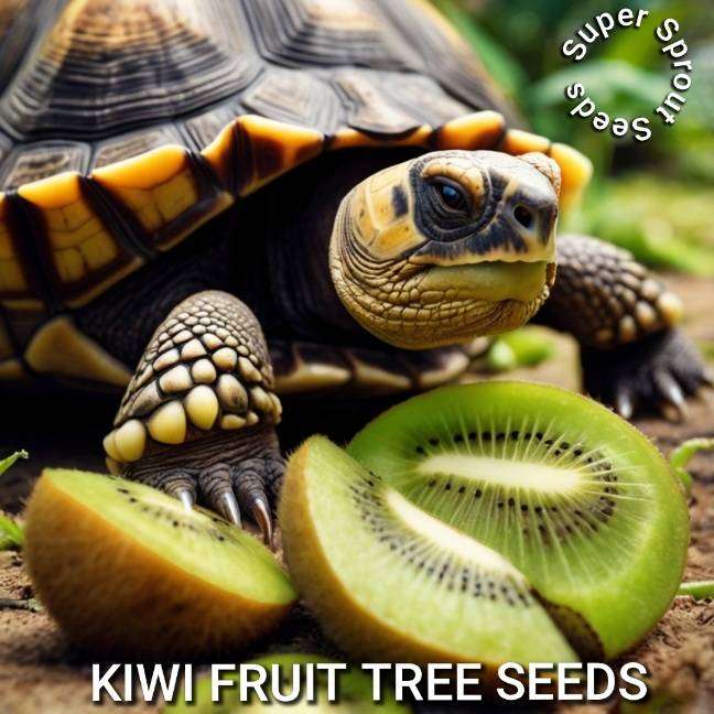 Kiwi fruit tree seeds (Actinidia chinensis) seeds x 25 seeds