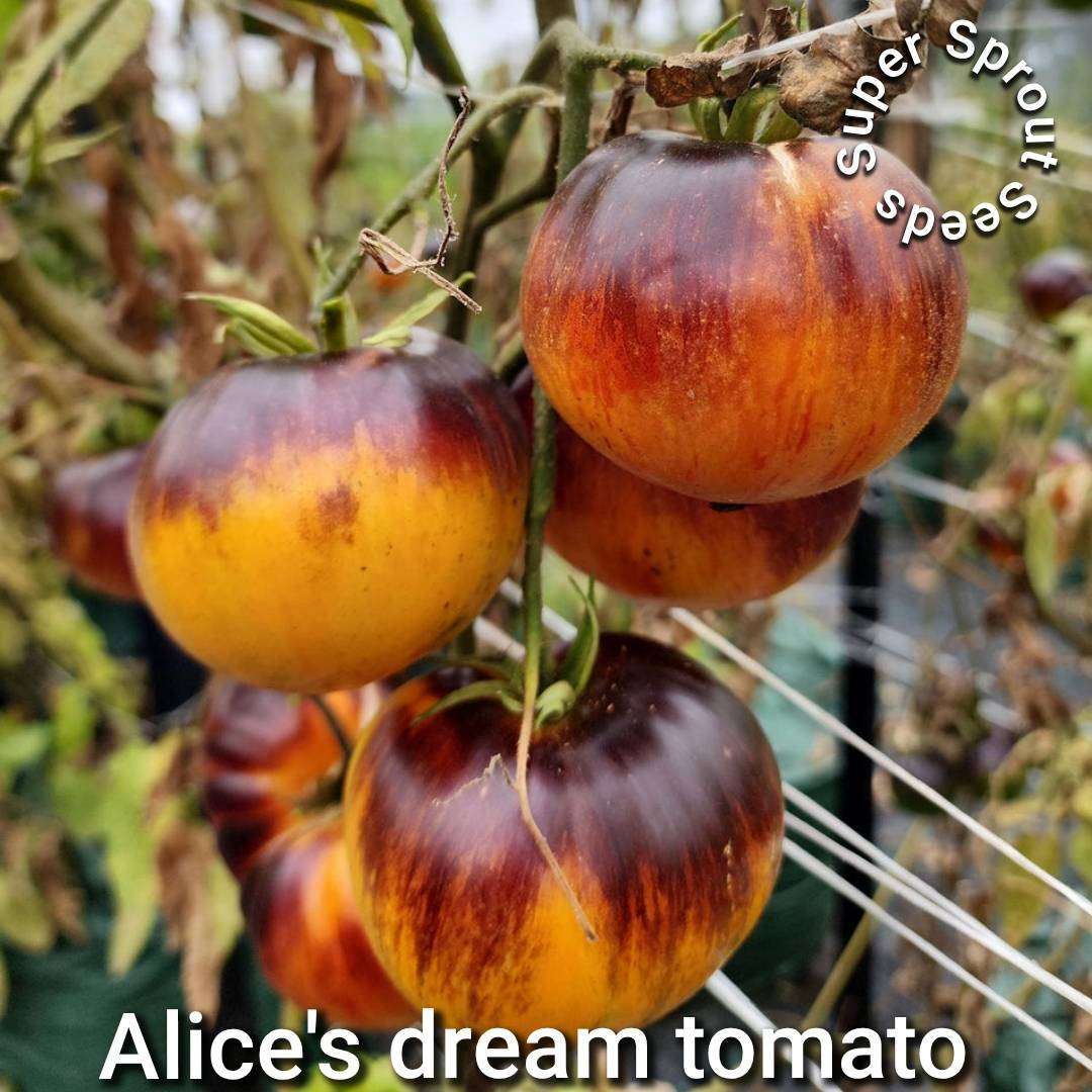 ALICE'S DREAM TOMATO SEEDS x 10 seeds