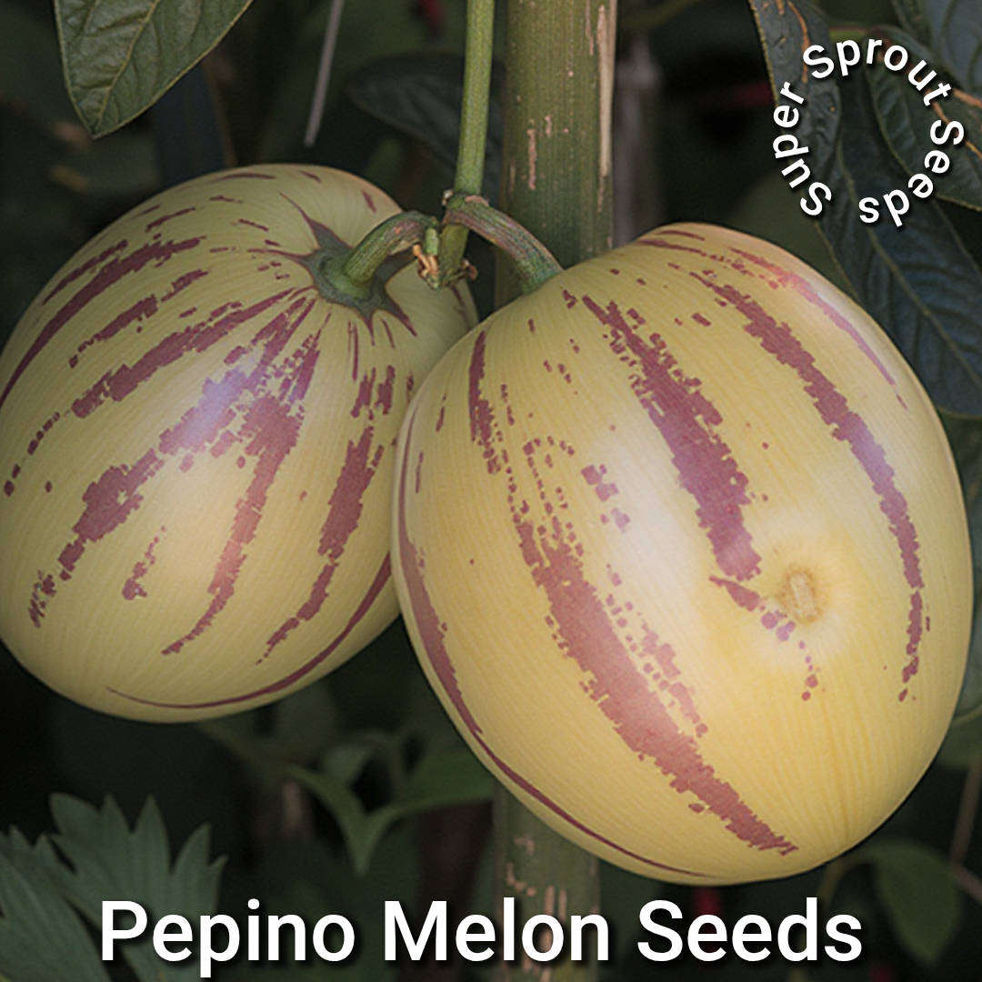 PEPINO MELON × 10 Organic seeds