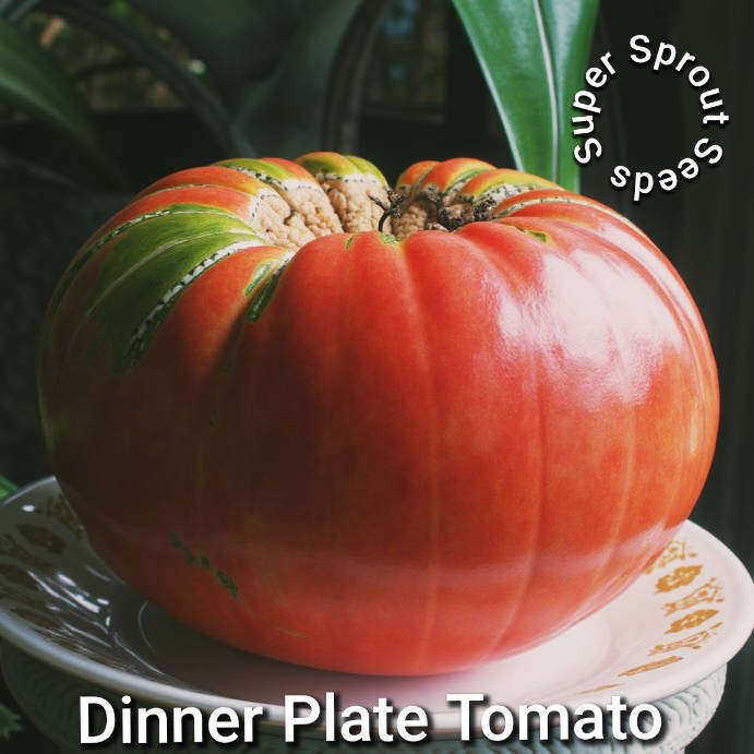 DINNER PLATE TOMATO SEEDS x 10 seeds