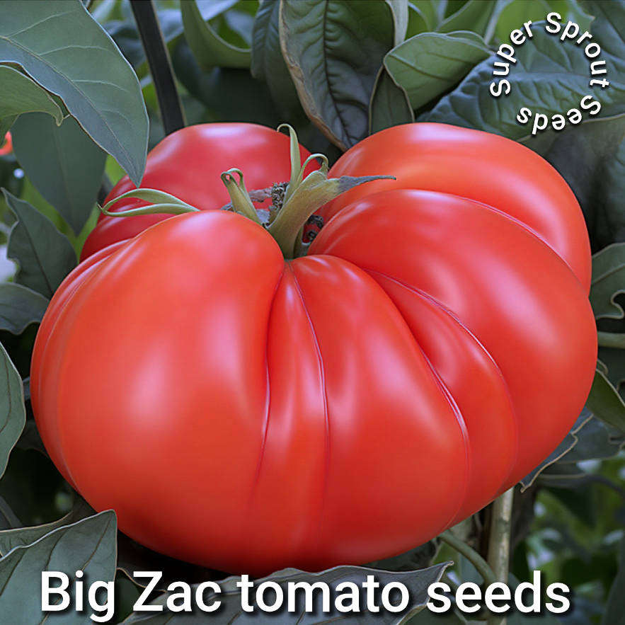 BIG ZAC GIANT TOMATO x 10 seeds