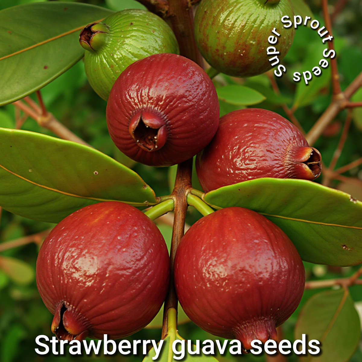 Strawberry guava tree x 6 seeds